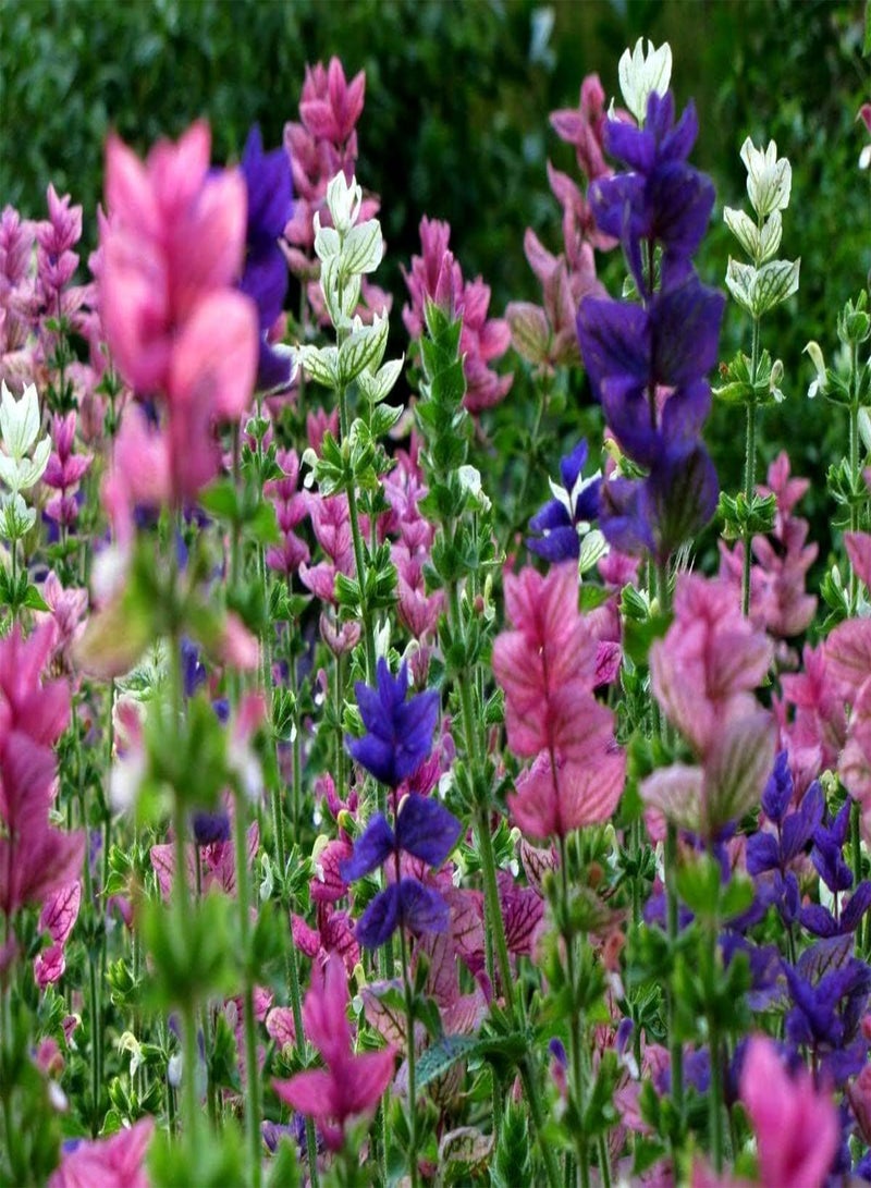 جي جوت بذور زهرة سالفيا فيريديس "ترايكولور ميكسد"، المعروفة أيضًا باسم سالفيا هورمينوم "ترايكولور ميكسد"، للزراعة في حديقة المنزل باستخدام مشعل ثقيل، 600 بذرة