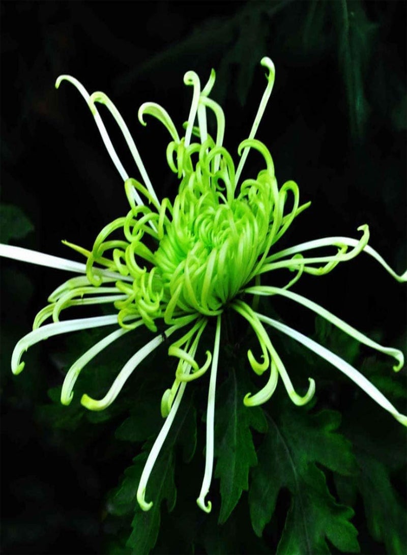 GGOOT 200Pcs Chrysanthemum Seeds Striking Exotic Heirloom Flowers Continue to Bloom Suitable for Novice Gardeners Planting Beautiful Gardening Landscape Decoration - Image 1