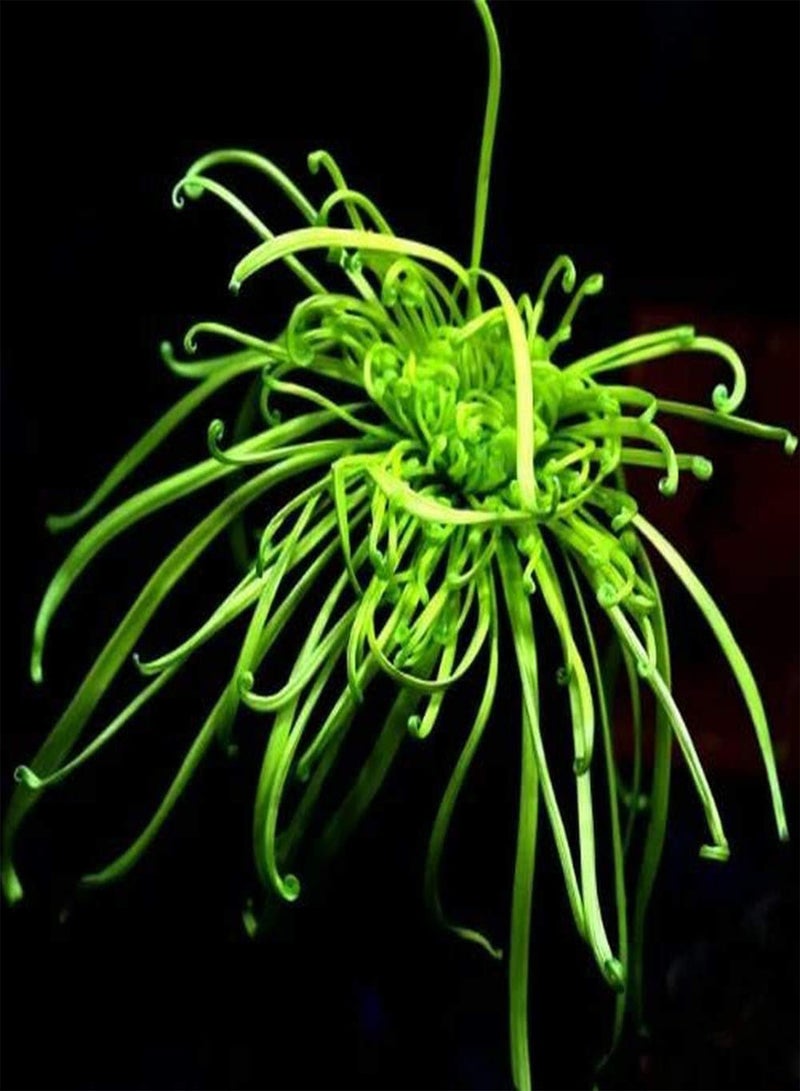 GGOOT 200Pcs Chrysanthemum Seeds Striking Exotic Heirloom Flowers Continue to Bloom Suitable for Novice Gardeners Planting Beautiful Gardening Landscape Decoration - Image 2