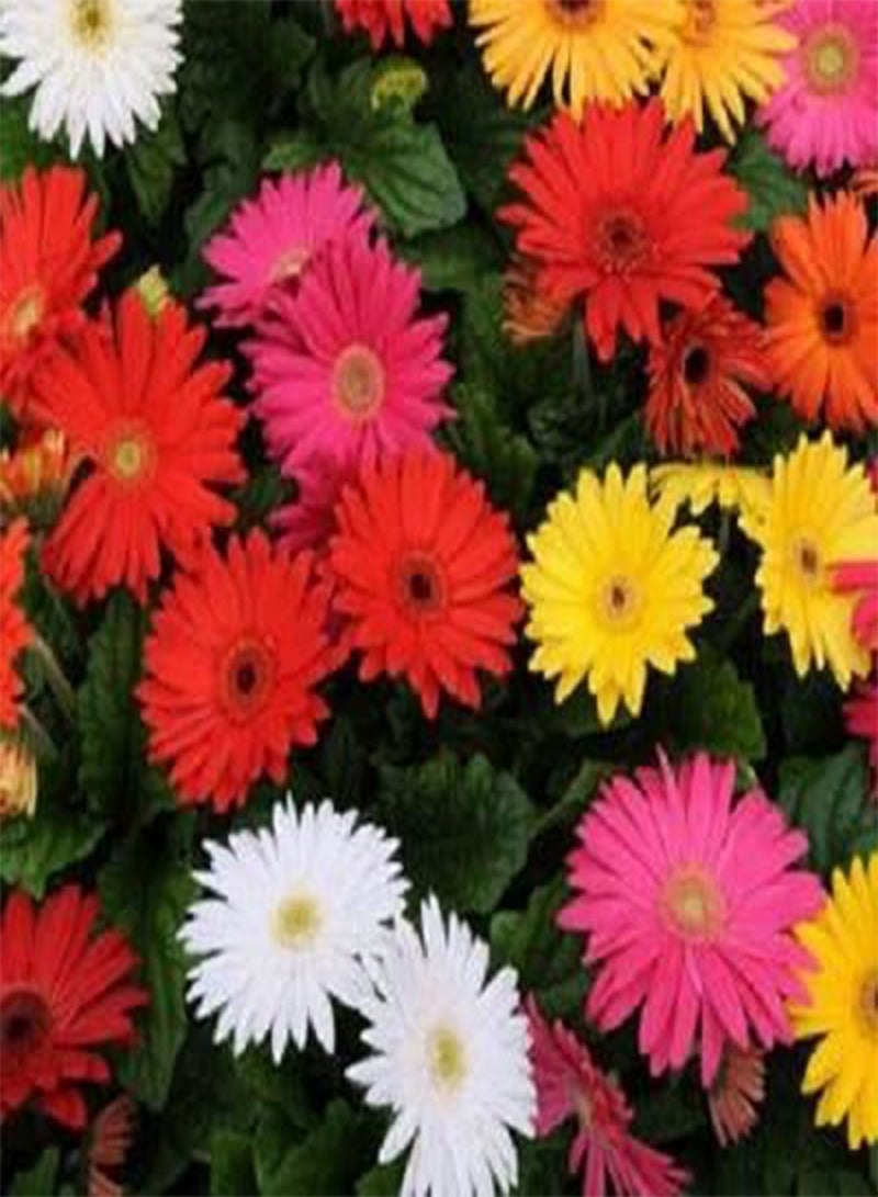 جي جوت 10 قطع من بذور زهرة الجربيرا المختلطة - Image 2