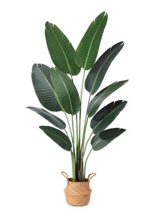 Strelitzia 160cm