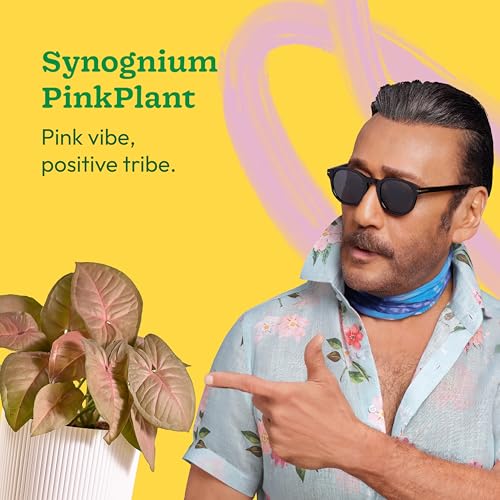 Ugaoo Syngonium Pink Plant with Ibiza Pot | Table Plants for Office Desk | Office Plants Indoor on Desk - Image 2