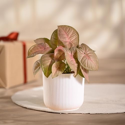 Ugaoo Syngonium Pink Plant with Ibiza Pot | Table Plants for Office Desk | Office Plants Indoor on Desk - Image 1