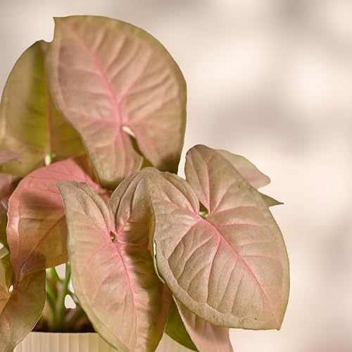 Ugaoo Syngonium Pink Plant with Ibiza Pot | Table Plants for Office Desk | Office Plants Indoor on Desk - Image 4