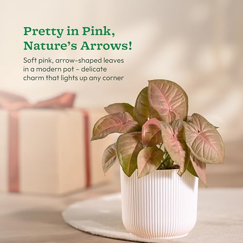 Ugaoo Syngonium Pink Plant with Ibiza Pot | Table Plants for Office Desk | Office Plants Indoor on Desk - Image 3