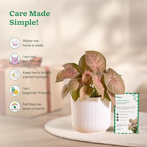 Ugaoo Syngonium Pink Plant with Ibiza Pot | Table Plants for Office Desk | Office Plants Indoor on Desk - Image 5
