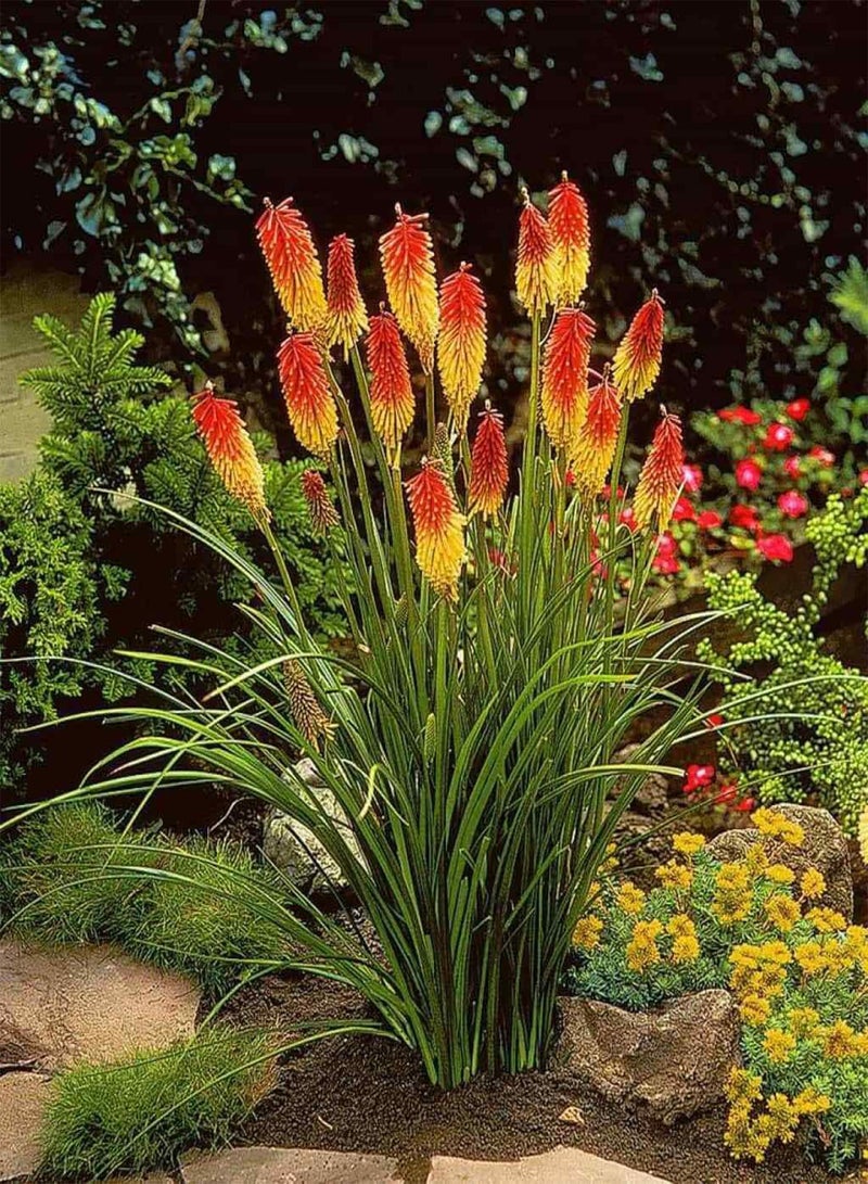 GGOOT 25 Seed of Kniphofia Crown Seeds - Red Hot Poker - Image 2