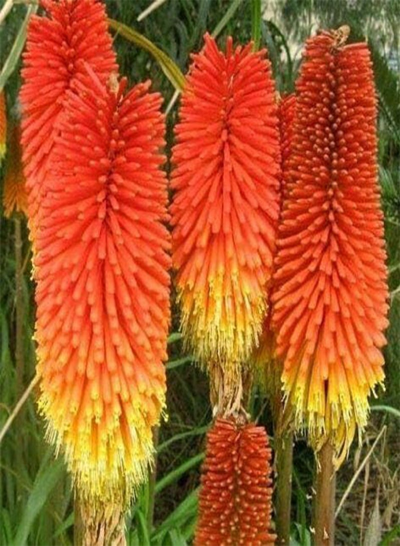 GGOOT 25 Seed of Kniphofia Crown Seeds - Red Hot Poker - Image 1
