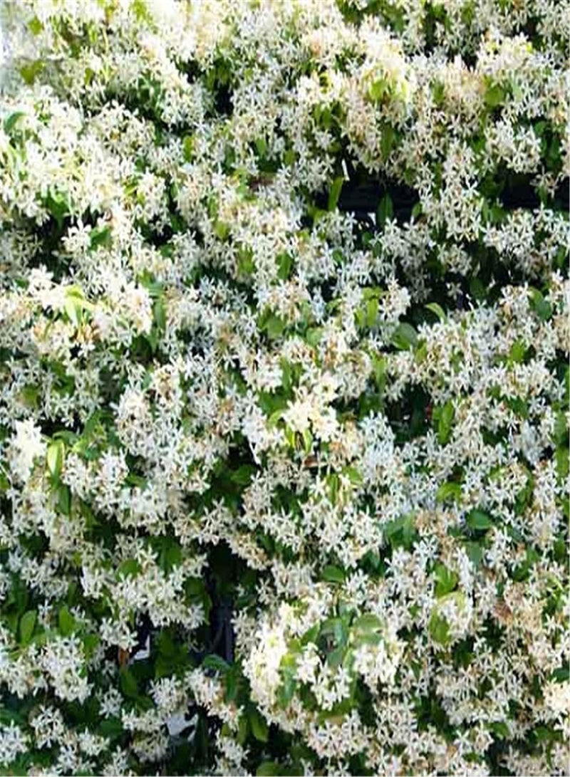 GGOOT Scented Jasmine Seeds for Planting/Charming Fragrance/Provoked Envy of Neighbors/Cute Pop Flower/Heirloom Garden Seeds-300 Seeds - Image 1