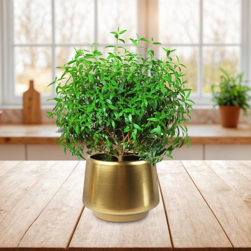 Decor Trends Gold Planter Flower Pots 6 inch Decorative Plant Pots for Indoor Gold Brass Succulent Plant Pots Containers (Dia 6 inch), Small 5.9â€˜â€™ - Image 5