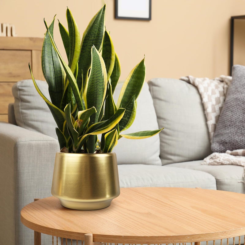 Decor Trends Gold Planter Flower Pots 6 inch Decorative Plant Pots for Indoor Gold Brass Succulent Plant Pots Containers (Dia 6 inch), Small 5.9â€˜â€™ - Image 3