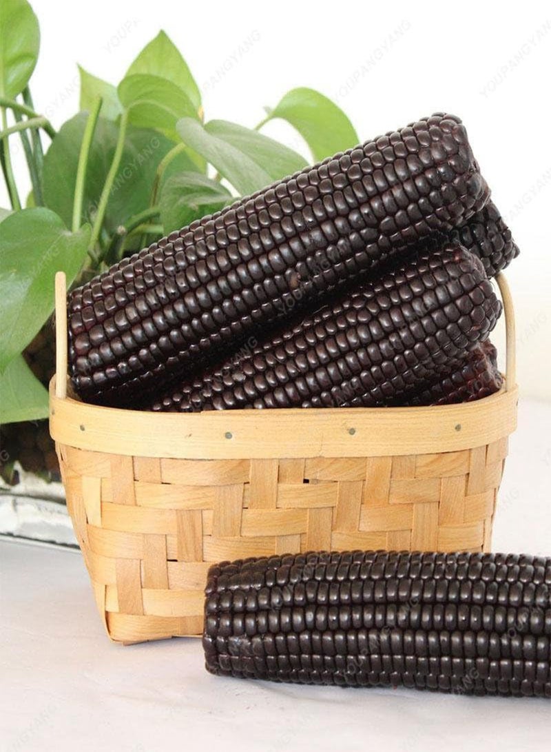 GGOOT 20 Seeds/Black Pack CER cerosa Corn of Sticker Black Black Black of The Seeds of Organic Corn Seeds Plant Bonsai Black Vegetable: Only Seeds - Image 2