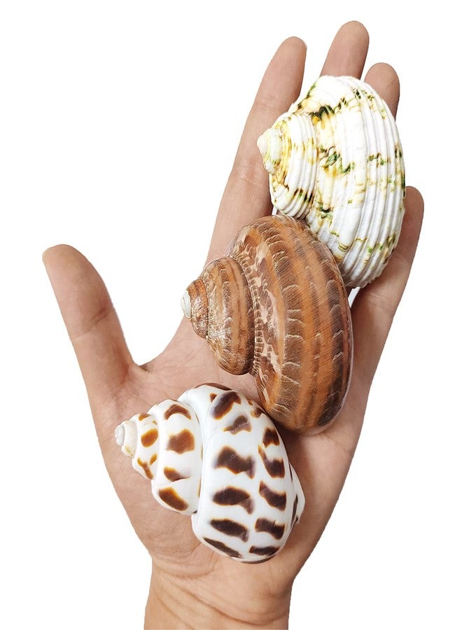 QICQDRAM 3 PCS Hermit Crab Shells 2~2.7Inch Natural Hermit Crab Shells Opening Size 1~1.3Inch Hermit Crab Supplies - Image 1