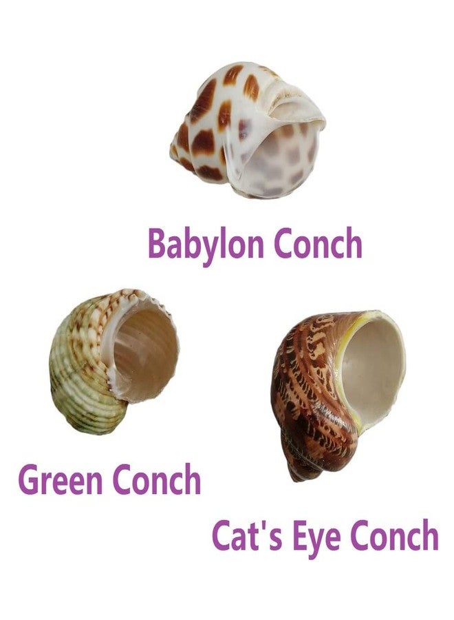 QICQDRAM 3 PCS Hermit Crab Shells 2~2.7Inch Natural Hermit Crab Shells Opening Size 1~1.3Inch Hermit Crab Supplies - Image 3