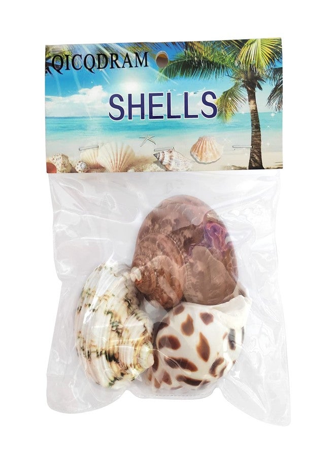 QICQDRAM 3 PCS Hermit Crab Shells 2~2.7Inch Natural Hermit Crab Shells Opening Size 1~1.3Inch Hermit Crab Supplies - Image 4