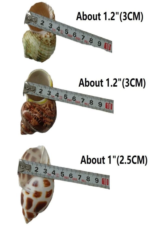 QICQDRAM 3 PCS Hermit Crab Shells 2~2.7Inch Natural Hermit Crab Shells Opening Size 1~1.3Inch Hermit Crab Supplies - Image 2
