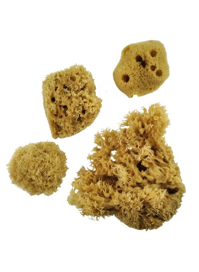 Royal & Langnickel Sea Silk Sponges Pack Of 4  - Image 2
