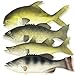 Nexboraque 4 Pack Fake Fish 11 Inch Artificial Fish Models Simulated Pretend Realistic Fish Lifelike Sea Fish for Party Display Kitchen Decor Photography Props 4 Types - Image 2