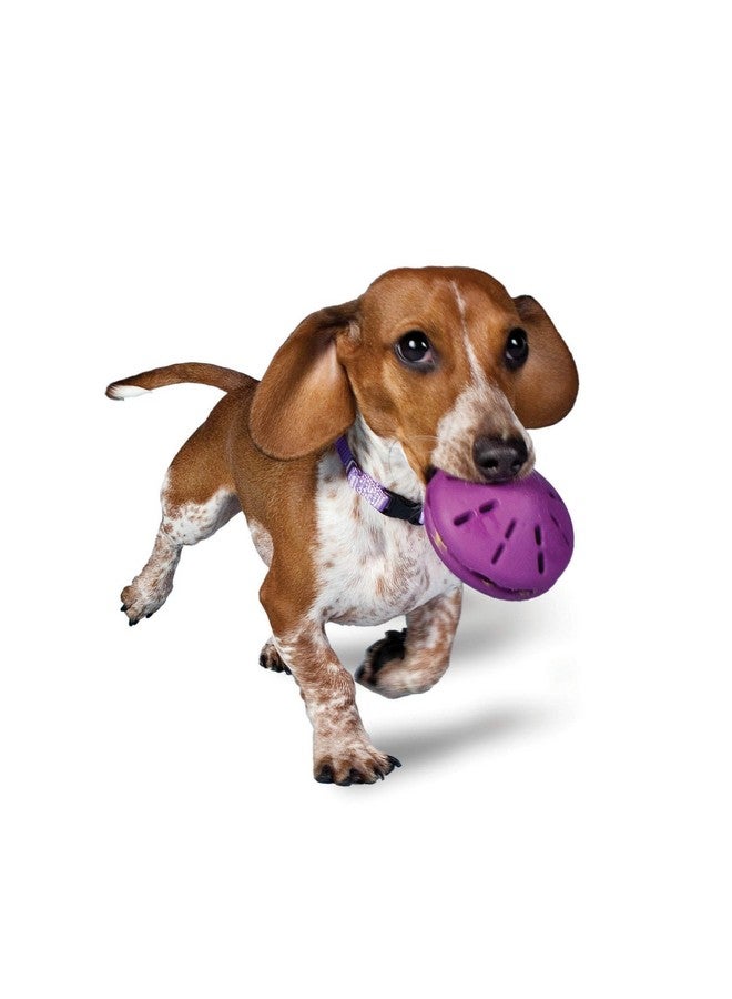 بيت سيف لعبة توزيع الحلوى على الكلاب من Busy Buddy - صغيرة - Image 1