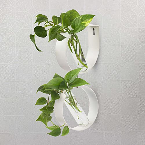 iCraft Wall Mounted Two Metal Ring and Four Test Tube Planters Connected with Metal Studd | Durable Wall Hanging Plant for Home, Office, Room, Outdoors, Indoors (White), Small - Image 4