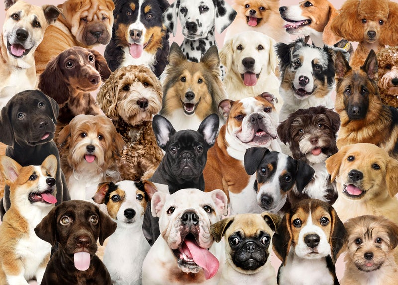 PETER PAUPER PRESS All The Dogs 1000 Piece Jigsaw Puzzle - Image 1