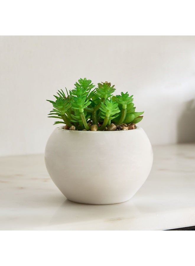 Home Box Tant Succulent Family with Round Ceramic Pot - 12 cm  - Image 1