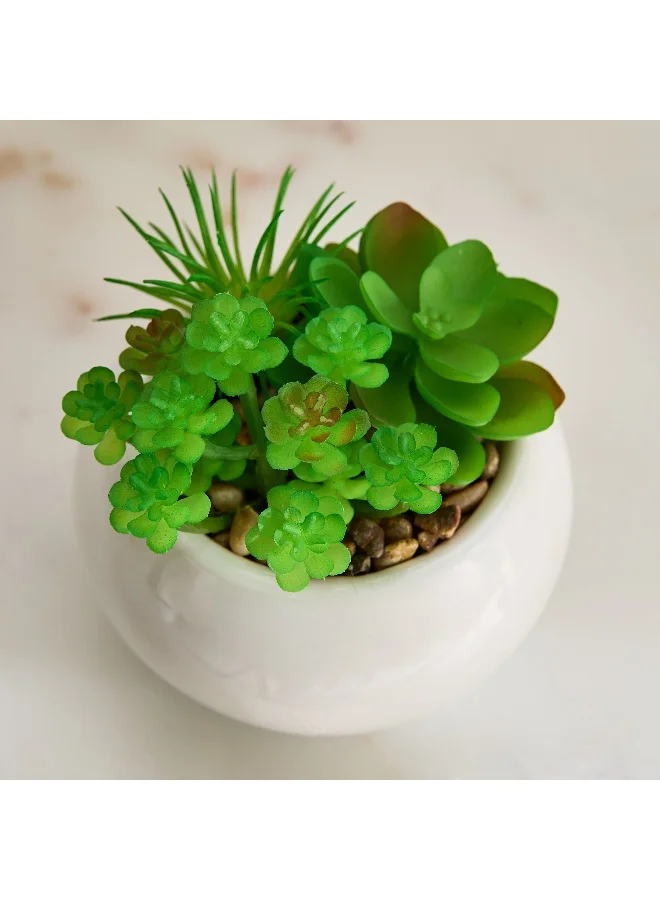 Home Box Tant Succulent Family with Round Ceramic Pot - 12 cm