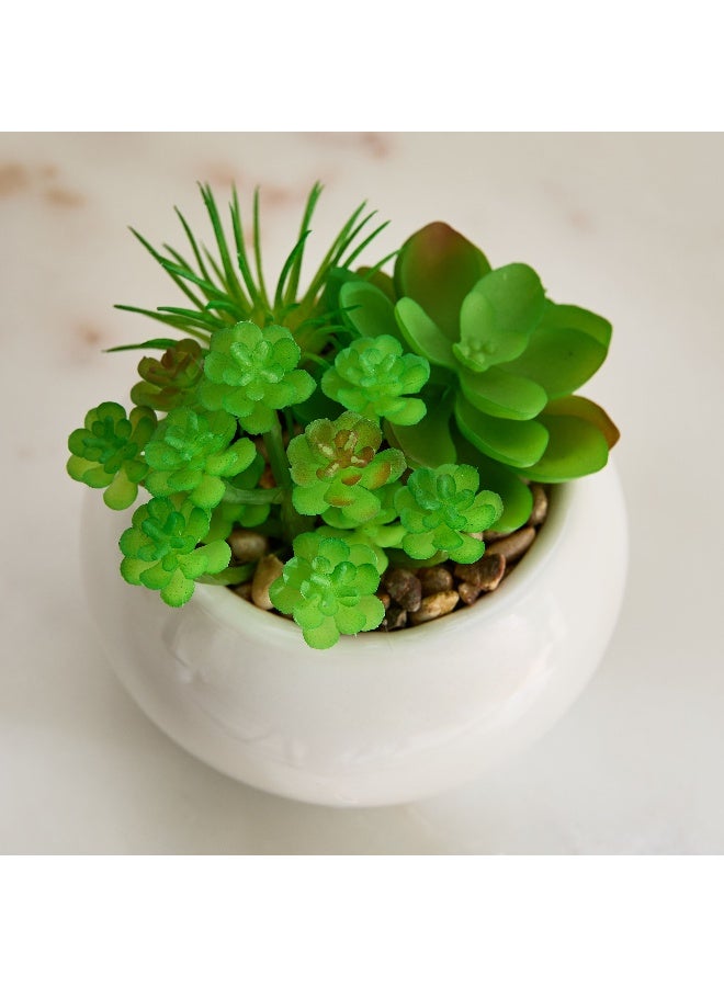 Home Box Tant Succulent Family with Round Ceramic Pot - 12 cm  - Image 3