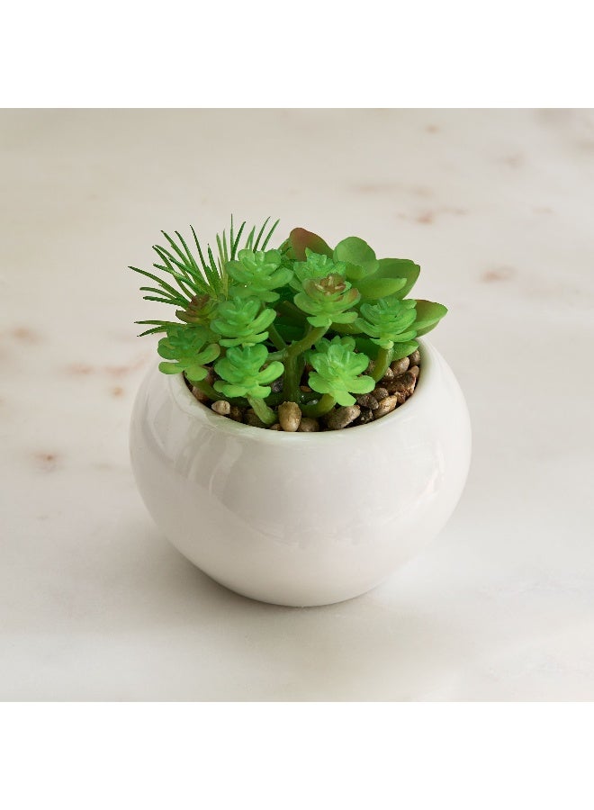 Home Box Tant Succulent Family with Round Ceramic Pot - 12 cm  - Image 2