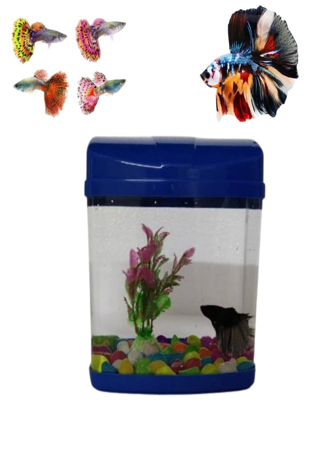 Mini Aquarium Fish tank | Suitable for all small fishes like Betta, Guppy, Gold and Shrimp | Color may vary - Image 5