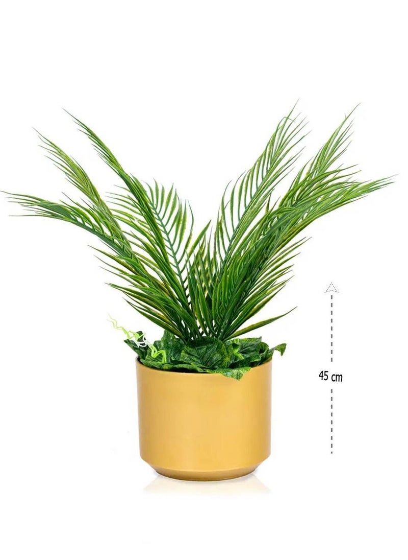 co arma Palm leaf seedlings, 45 cm high  - Image 1