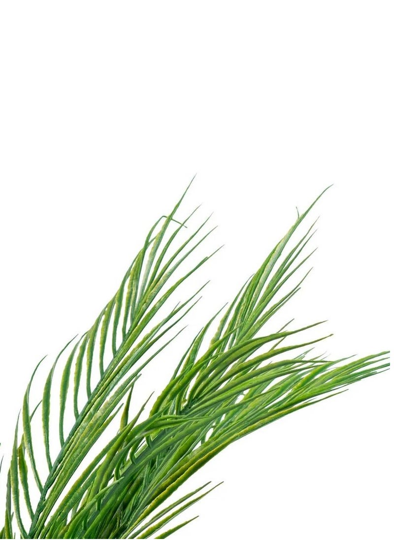 co arma Palm leaf seedlings, 45 cm high  - Image 3