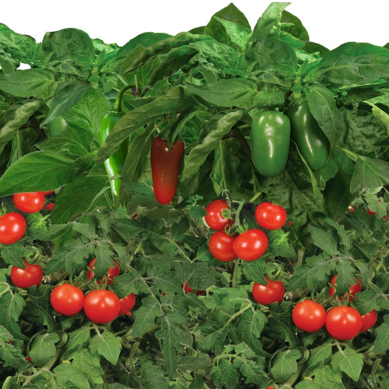 AeroGarden AeroGarden Salsa Garden Seed Pod Kit (6-pod)  - Image 3