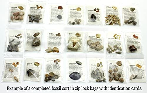 DANCING BEAR Fossil Collection Sorting Activity Kit with Over 100 Pcs (More Than 20 Different Fossil Varieties!), Educational ID Sheet, Color ID Cards, Bags, Magnifying Glass, and Shark Teeth - Image 5