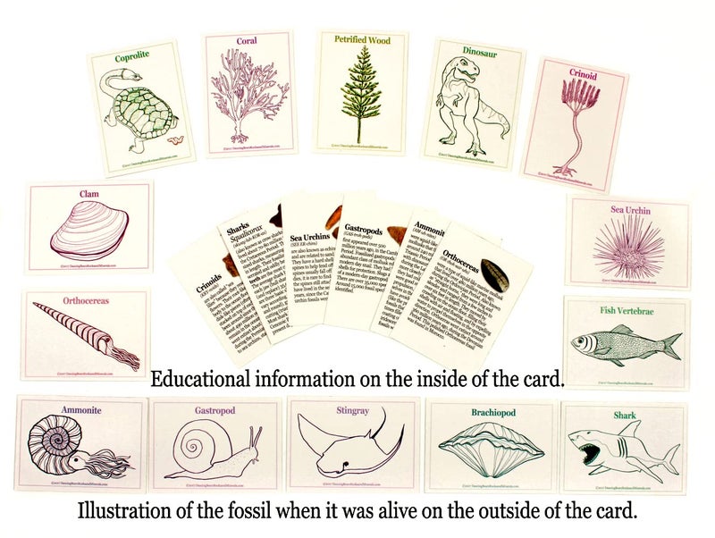 DANCING BEAR Fossil Collection Sorting Activity Kit with Over 100 Pcs (More Than 20 Different Fossil Varieties!), Educational ID Sheet, Color ID Cards, Bags, Magnifying Glass, and Shark Teeth - Image 3