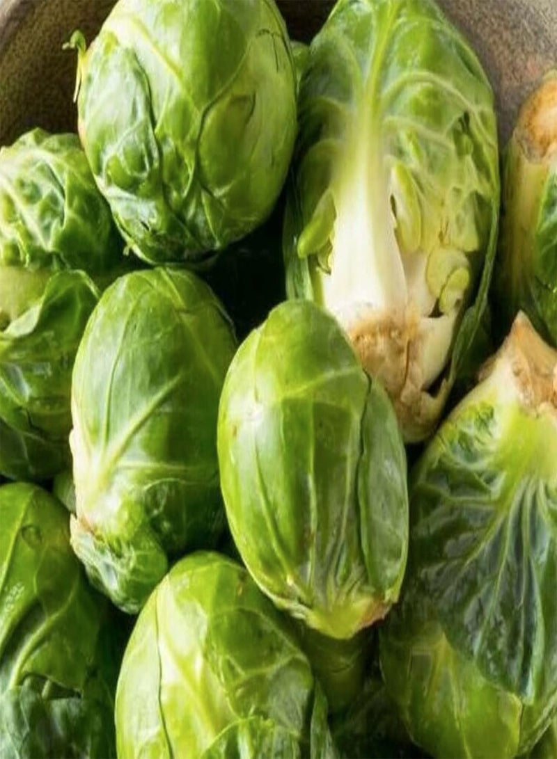 GGOOT 500 Seeds of Brussels Sprouts - Evesham Special