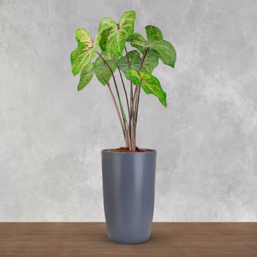 BonKaso 12 inch Grey Flower Pot (Pack of 2)| Size: 20x20x28 cm | Tall, Durable & Lightweight Polymer Tower Planter for Indoor & Outdoor Use: Home, Office, Garden & Balcony (Gamla/Gamale) - Image 1