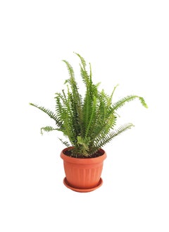 Shatla Shop Fougere Plant - indoor plants natural - natural cactus plants & succulents plants for Office decoration & Kitchen accessories & Home decor  - Image 1