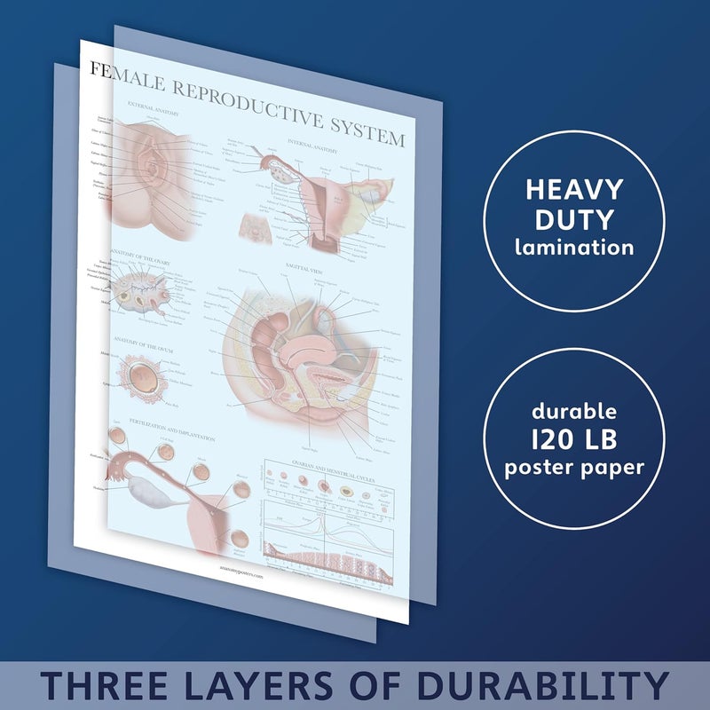Palace Learning 2 Pack - Female Reproductive Anatomy Poster + Pregnancy and Birth Anatomy Chart - Laminated, 18" x 24" - Image 3