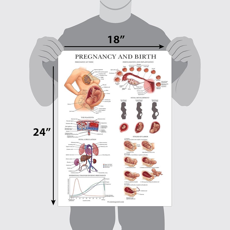 Palace Learning 2 Pack - Female Reproductive Anatomy Poster + Pregnancy and Birth Anatomy Chart - Laminated, 18" x 24" - Image 2