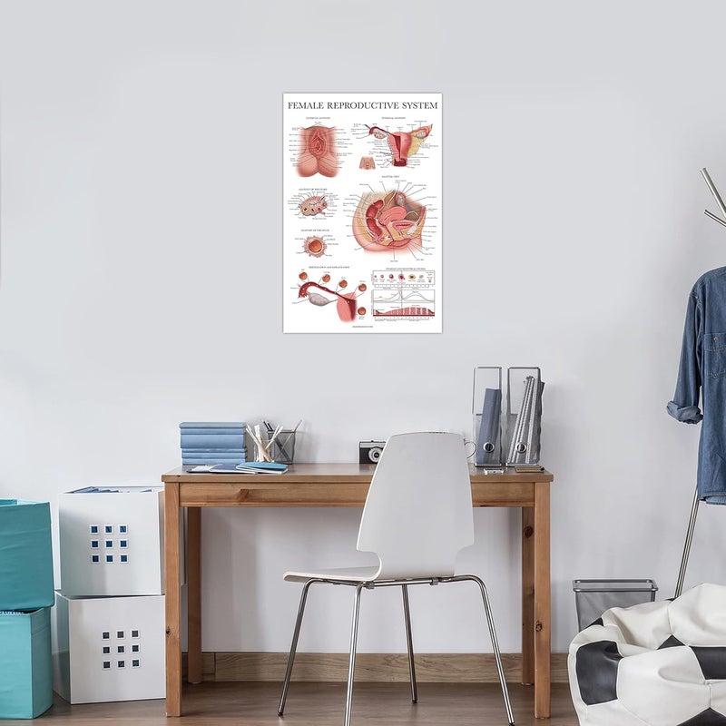 Palace Learning 2 Pack - Female Reproductive Anatomy Poster + Pregnancy and Birth Anatomy Chart - Laminated, 18" x 24" - Image 4