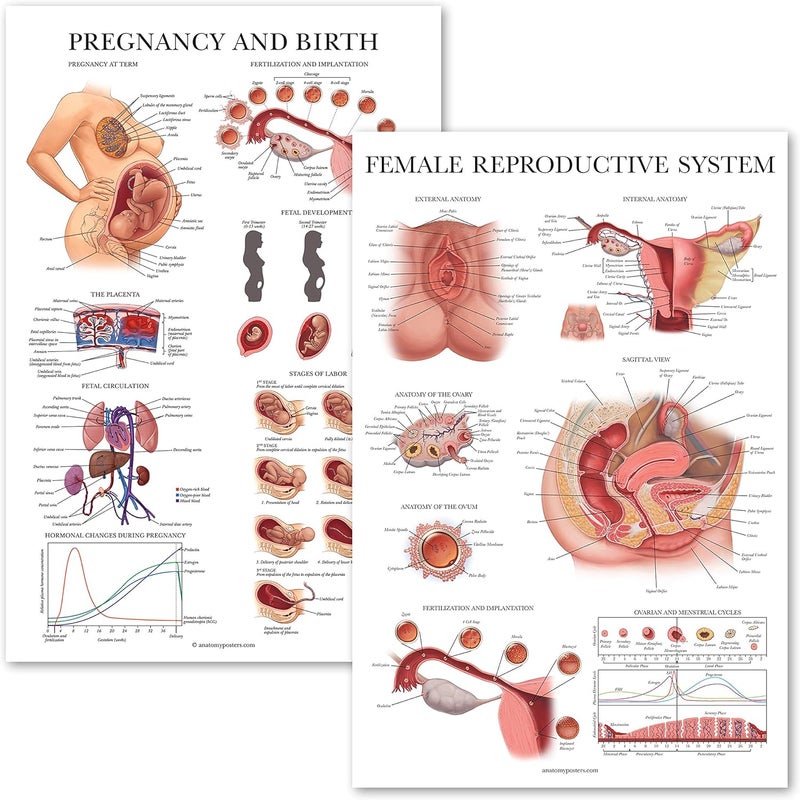 Palace Learning 2 Pack - Female Reproductive Anatomy Poster + Pregnancy and Birth Anatomy Chart - Laminated, 18" x 24" - Image 1