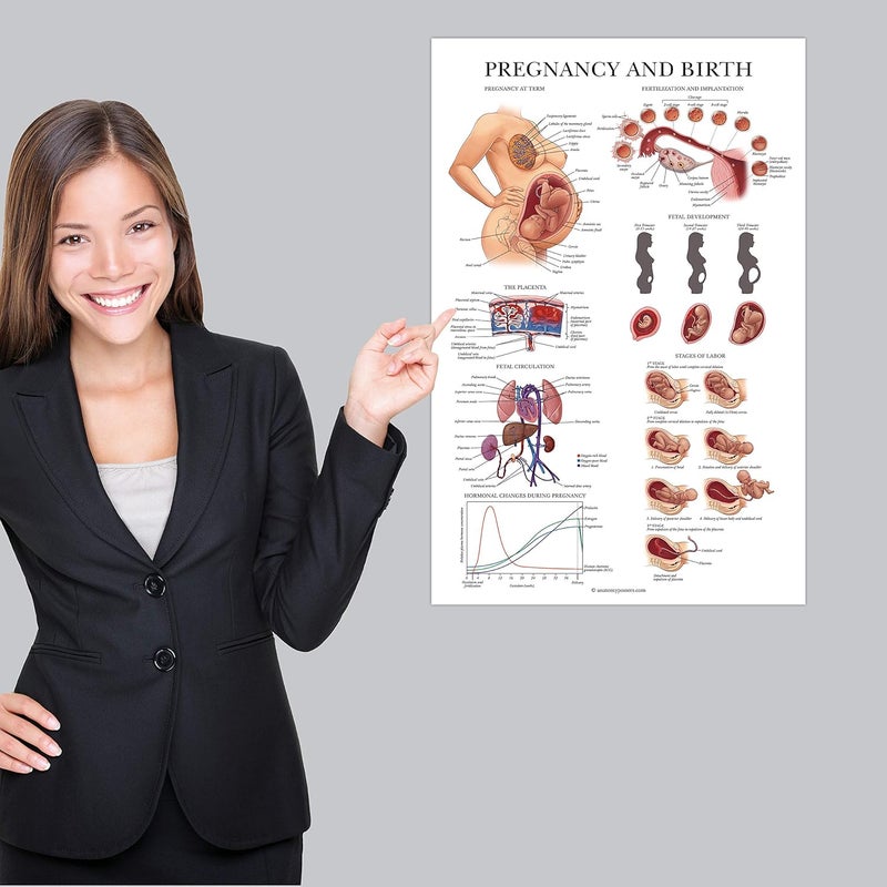 Palace Learning 2 Pack - Female Reproductive Anatomy Poster + Pregnancy and Birth Anatomy Chart - Laminated, 18" x 24" - Image 5