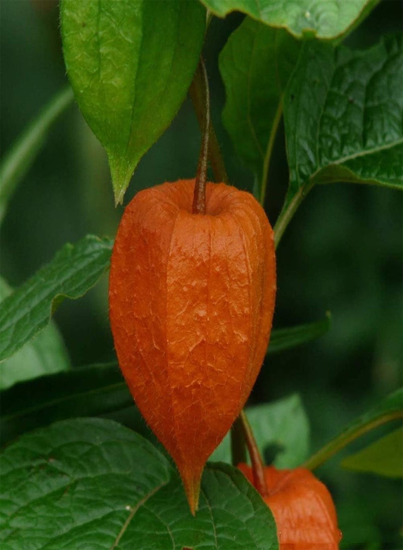 جي جوت 100 قطعة من بذور فيساليس بيروفيانا لزراعة فاكهة عنب الثعلب الطازجة القوية ذات الزخارف الفريدة والقدرة على التكيف تضيف لونًا إلى حديقة منزلك - Image 2