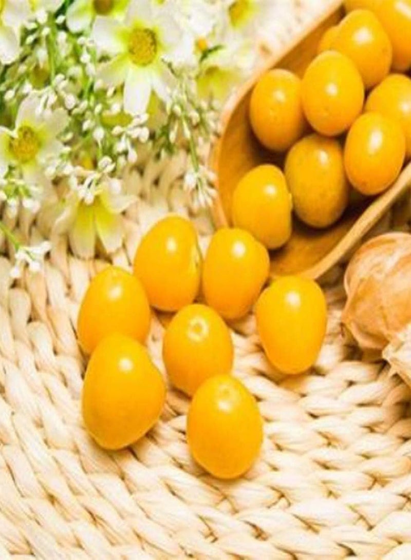 جي جوت 100 قطعة من بذور فيساليس بيروفيانا لزراعة فاكهة عنب الثعلب الطازجة القوية ذات الزخارف الفريدة والقدرة على التكيف تضيف لونًا إلى حديقة منزلك - Image 1