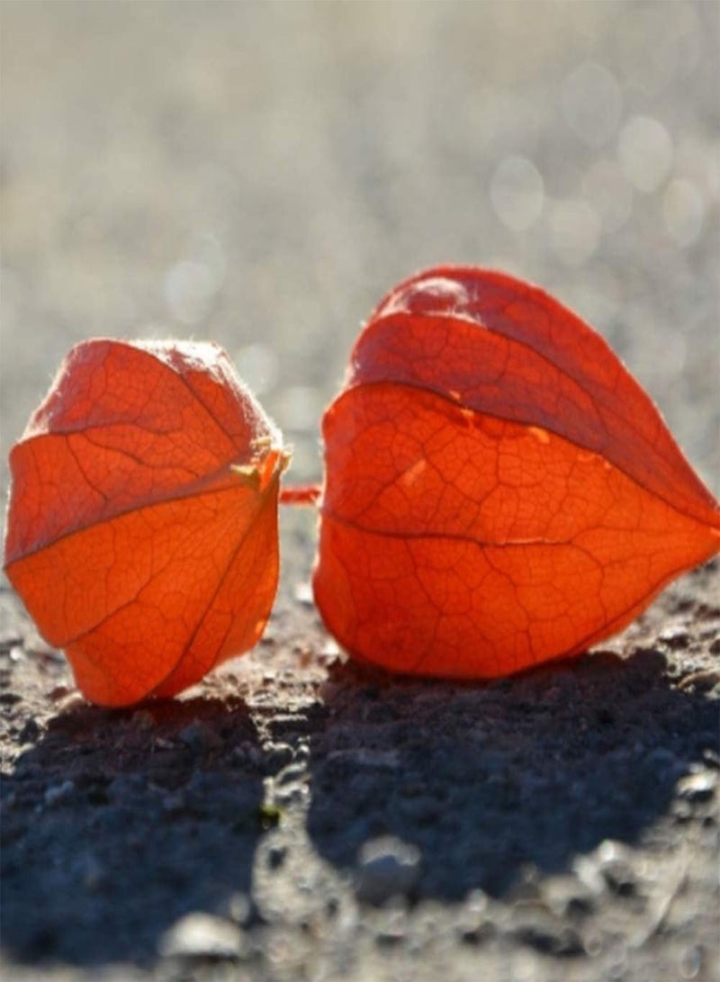 جي جوت 100 قطعة من بذور فيساليس بيروفيانا لزراعة فاكهة عنب الثعلب الطازجة القوية ذات الزخارف الفريدة والقدرة على التكيف تضيف لونًا إلى حديقة منزلك - Image 3