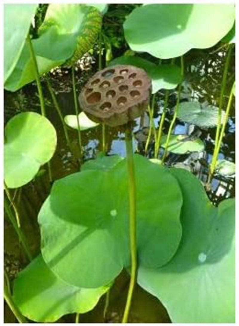 GGOOT Indian Lotus (Nelumbo nucifera) - 8 Seeds - 