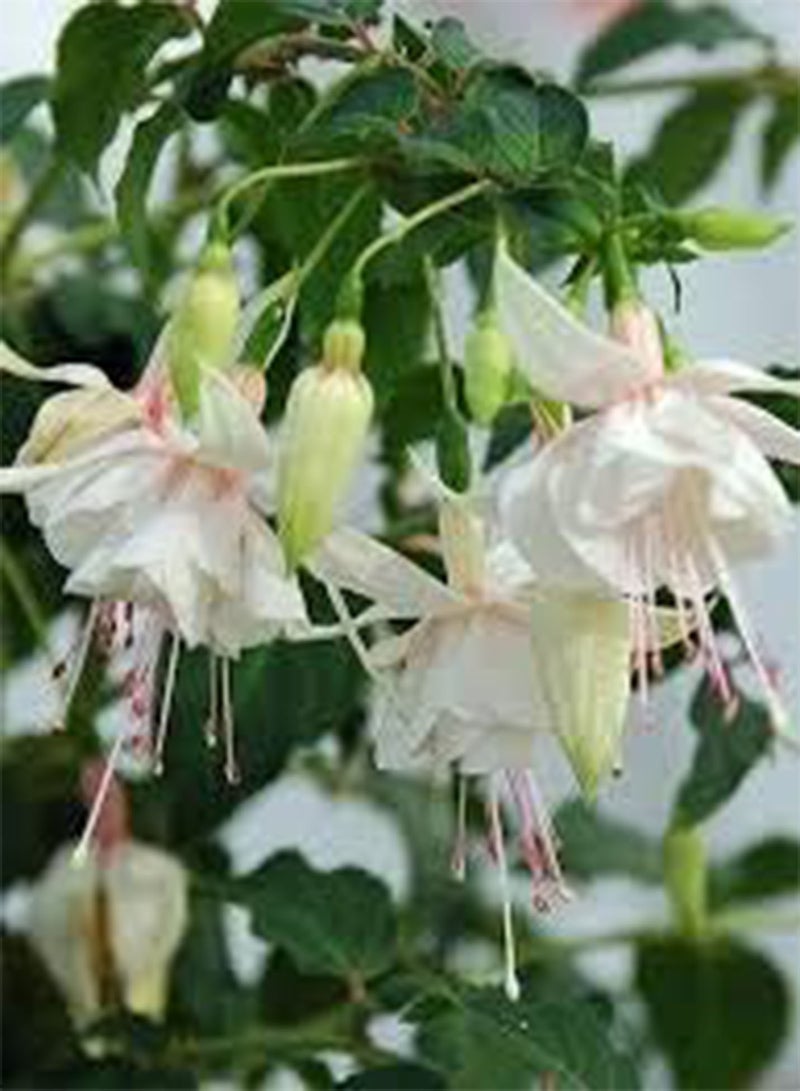 GGOOT seeds Fresh 50 Pcs Mixed Fuchsia Balcony Flower Seeds Easy to Grow White 1