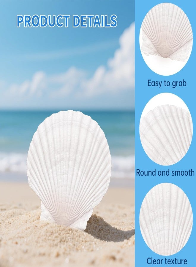 ReePlan 20 PCS Natural Scallop Shells 4''-5'' Large Real Sea Shells for Decorating, DIY Ocean Crafts, Shell Painting Projects, Coastal Decor, Seashells for Crafting, Weddings, and Beach-Themed Displays - Image 3