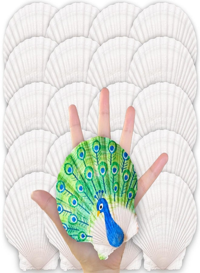 ReePlan 20 PCS Natural Scallop Shells 4''-5'' Large Real Sea Shells for Decorating, DIY Ocean Crafts, Shell Painting Projects, Coastal Decor, Seashells for Crafting, Weddings, and Beach-Themed Displays - Image 1